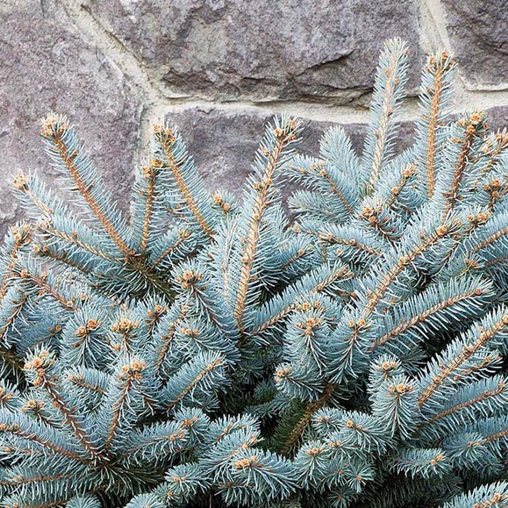 Molid Argintiu Pitic Globular (Glauca Globosa), cu ace albastre-argintii - Image 6