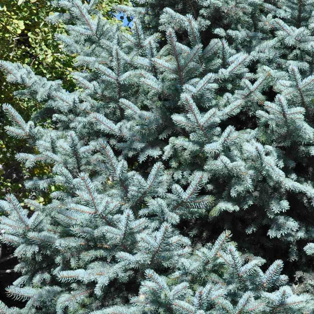 Molid Argintiu Hoopsii, cu ace albastre-argintii - Image 3