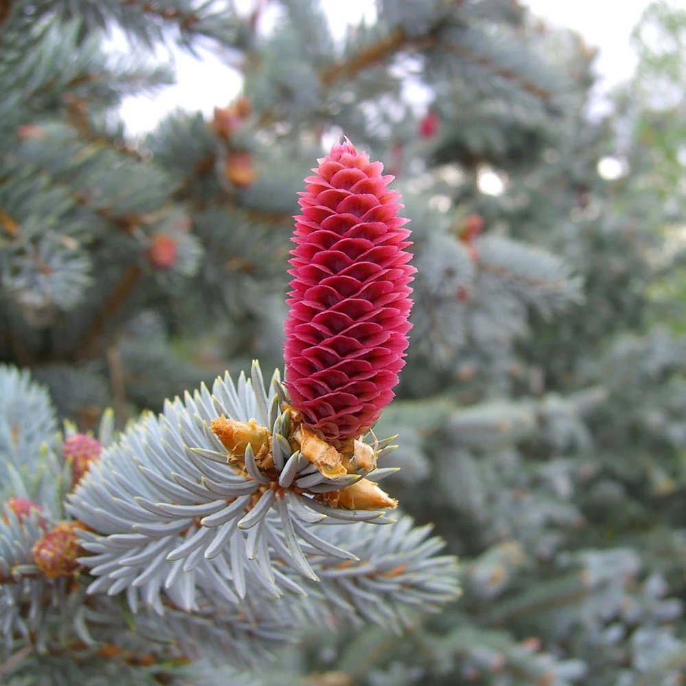 Molid Argintiu Hoopsii, cu ace albastre-argintii - Image 4