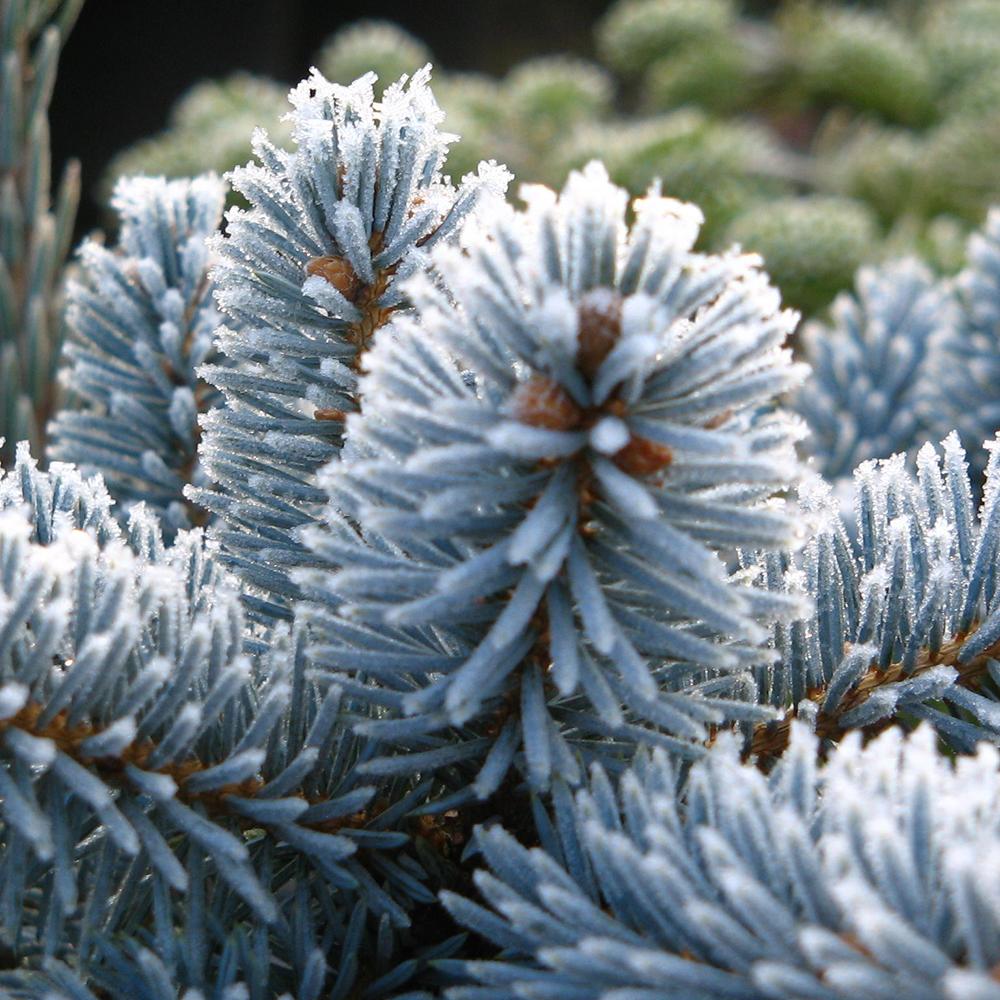 Molid Argintiu Hoopsii, cu ace albastre-argintii - Image 5