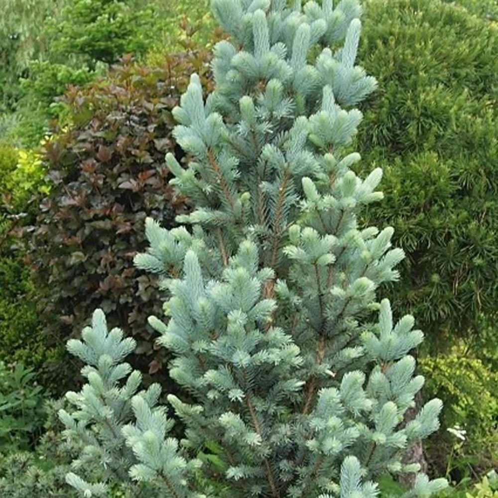 Molid Argintiu Iseli Fastigiate, cu ace albastre-argintii - Image 3