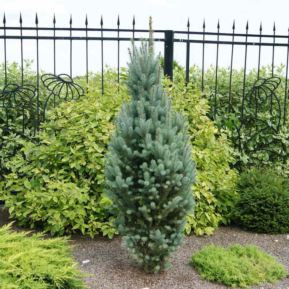 Molid Argintiu Iseli Fastigiate, cu ace albastre-argintii - Image 4