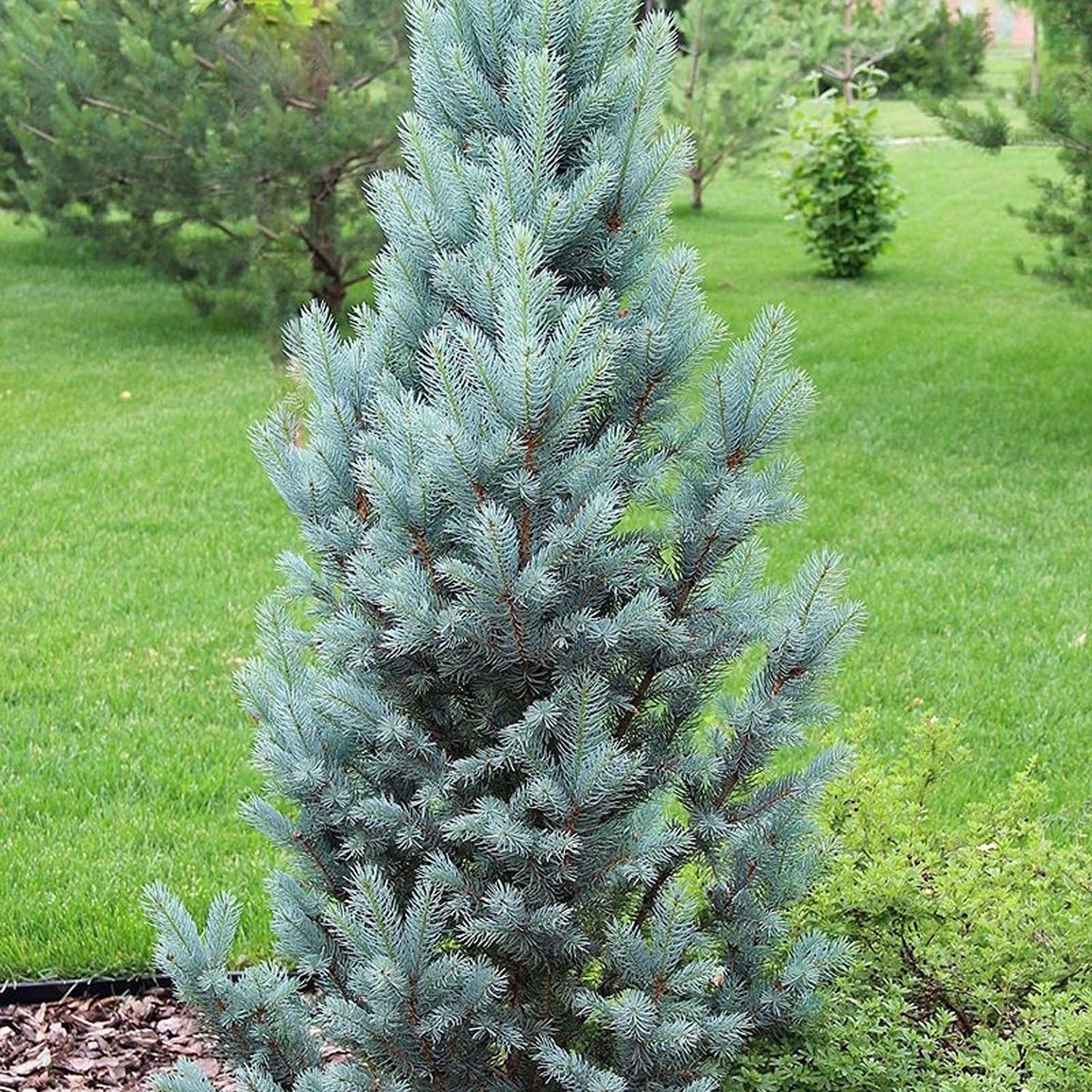 Molid Argintiu Iseli Fastigiate, cu ace albastre-argintii - Image 5