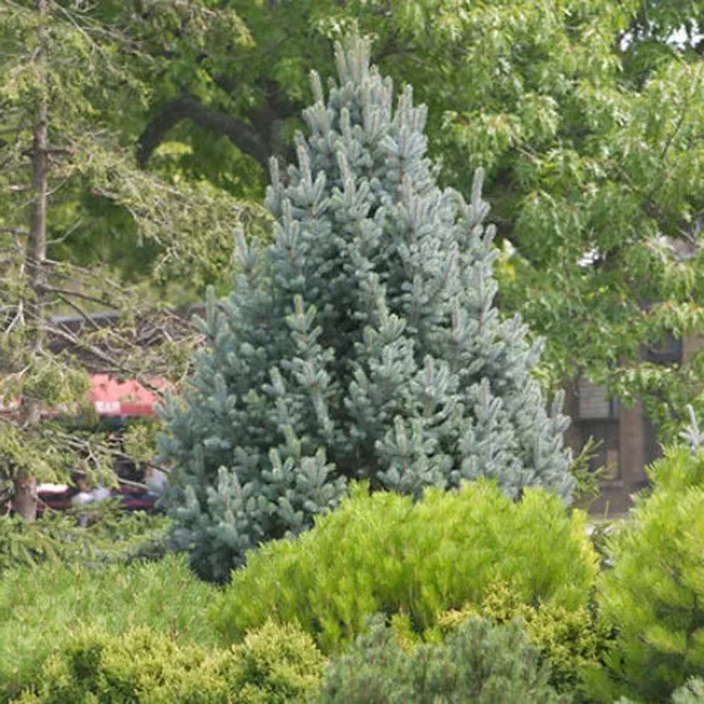 Molid Argintiu Iseli Fastigiate, cu ace albastre-argintii - Image 7