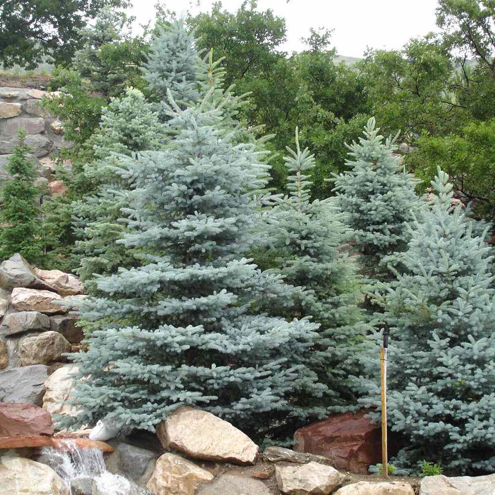 Molid Argintiu Koster, cu ace albastre-intens - Image 3