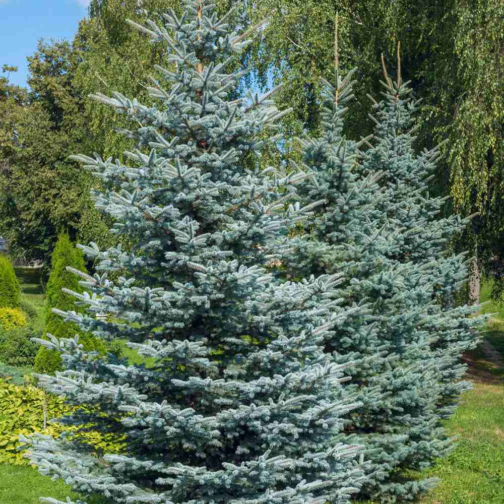 Molid Argintiu Koster, cu ace albastre-intens - Image 4