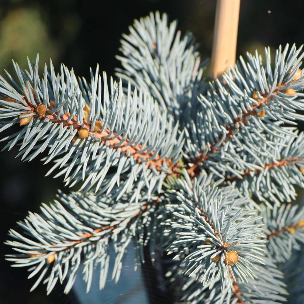 Molid Argintiu Koster, cu ace albastre-intens - Image 5