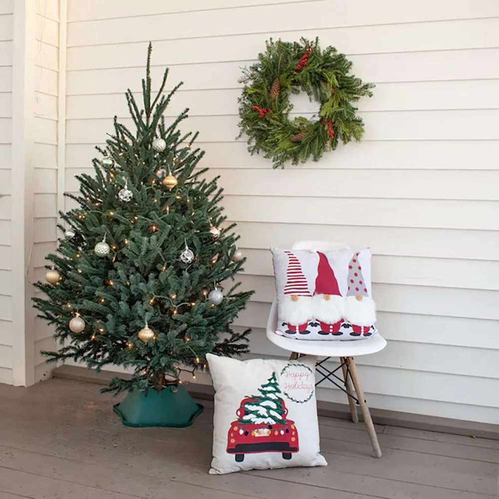 Molid Argintiu albastru (Picea Glauca) Super Blue - Image 10