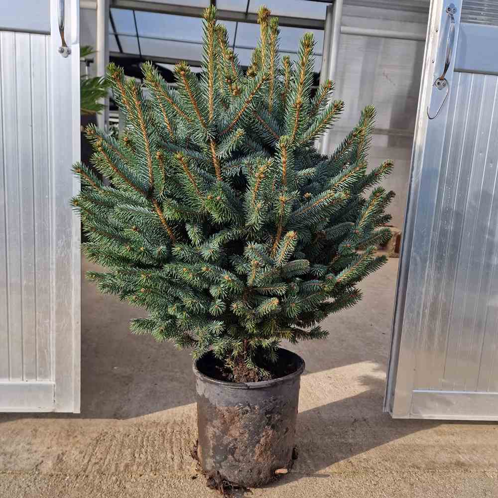 Molid Argintiu albastru (Picea Glauca) Super Blue - Image 11