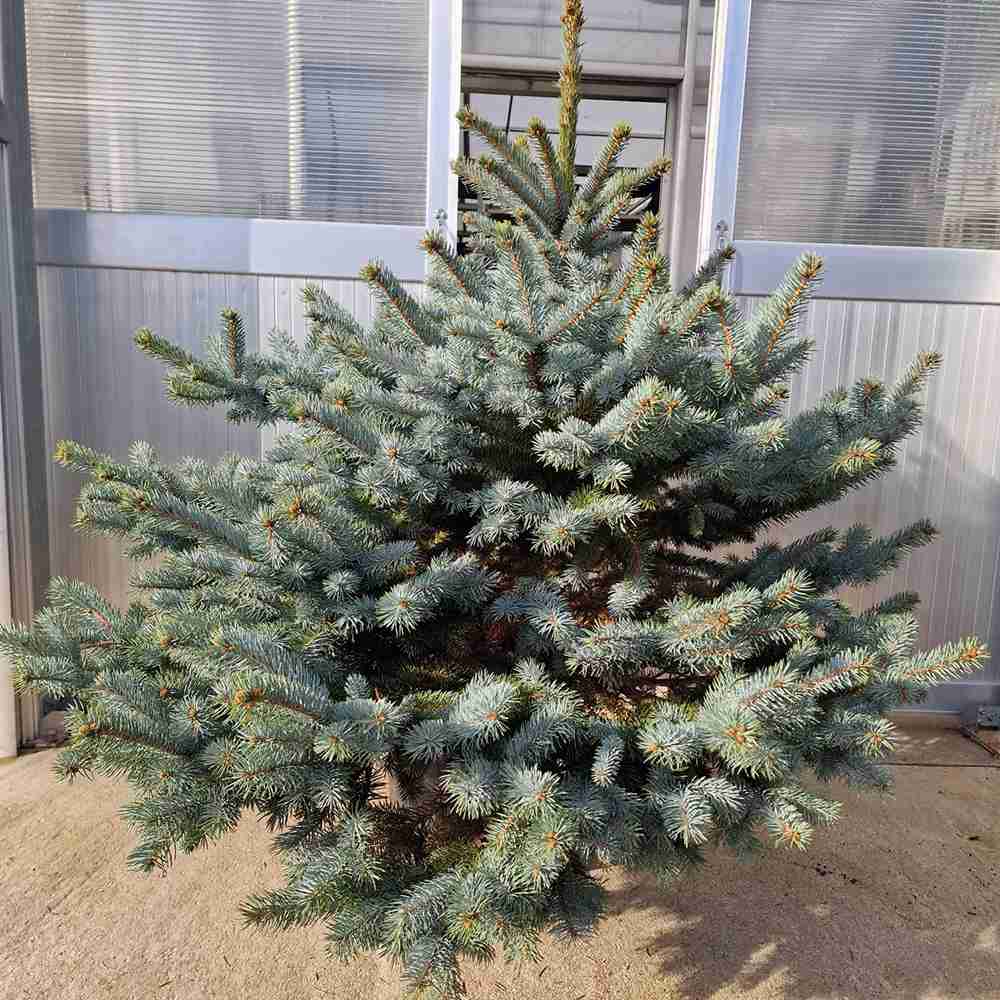 Molid Argintiu albastru (Picea Glauca) Super Blue - Image 12