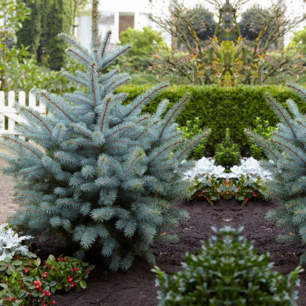 Molid Argintiu albastru (Picea Glauca) Super Blue - Image 3
