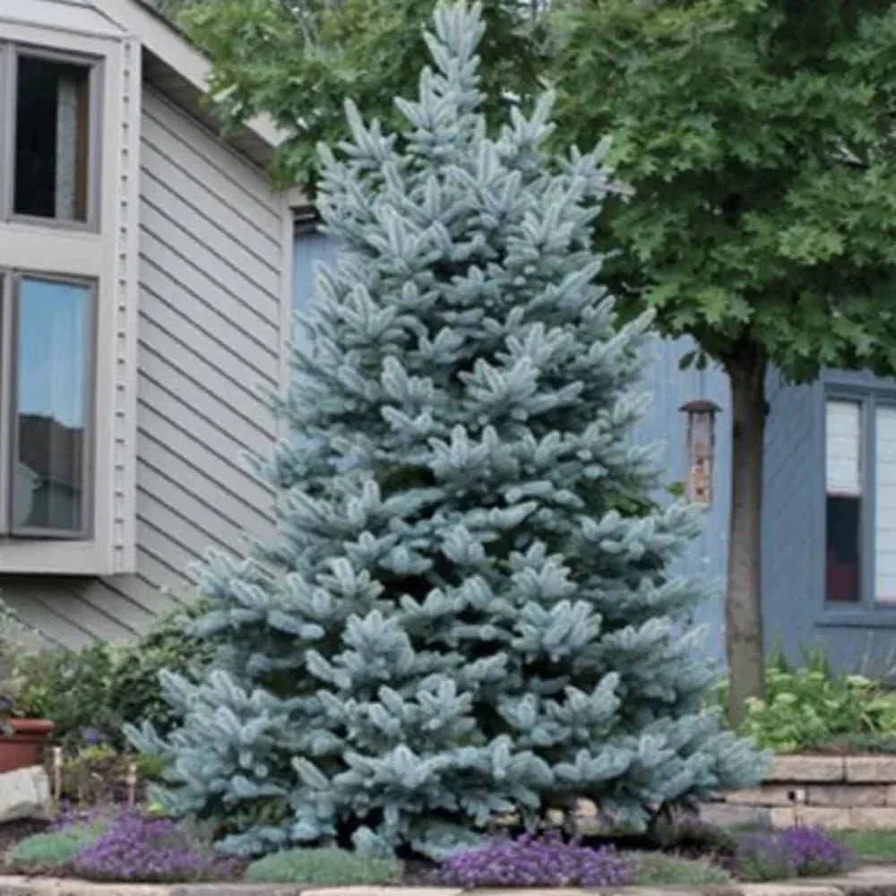 Molid Argintiu albastru (Picea Glauca) Super Blue - Image 5