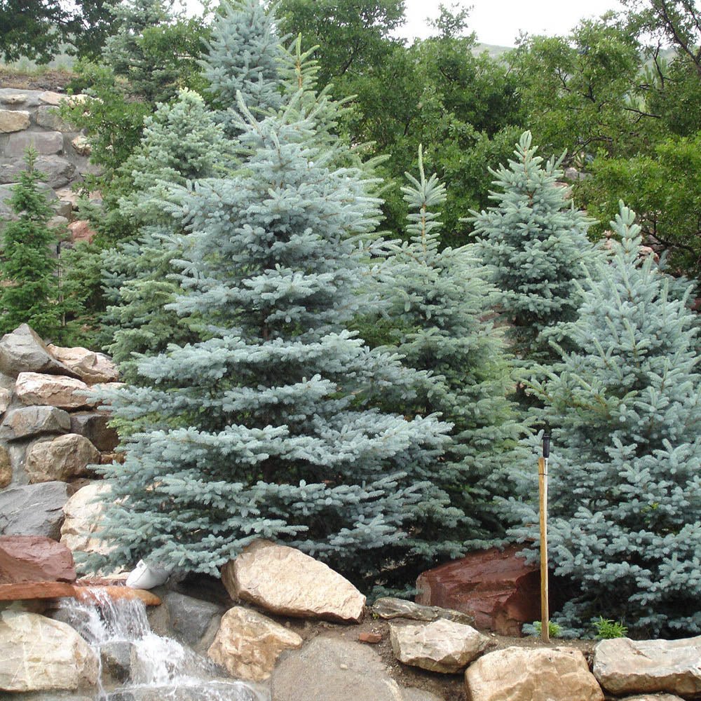 Molid Argintiu albastru (Picea Glauca) Super Blue - Image 6