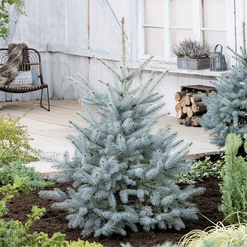 Molid Argintiu albastru (Picea Glauca) Super Blue - Image 7