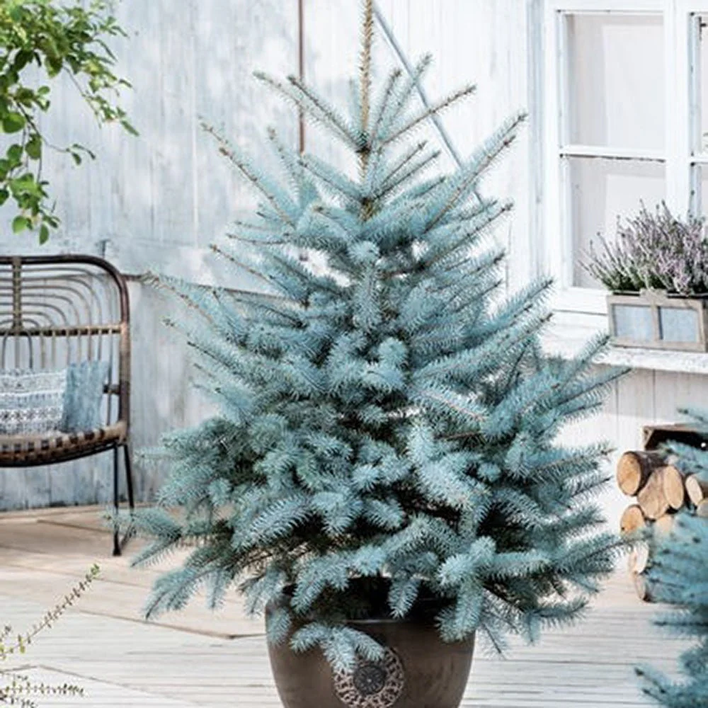 Molid Argintiu albastru (Picea Glauca) Super Blue - Image 8