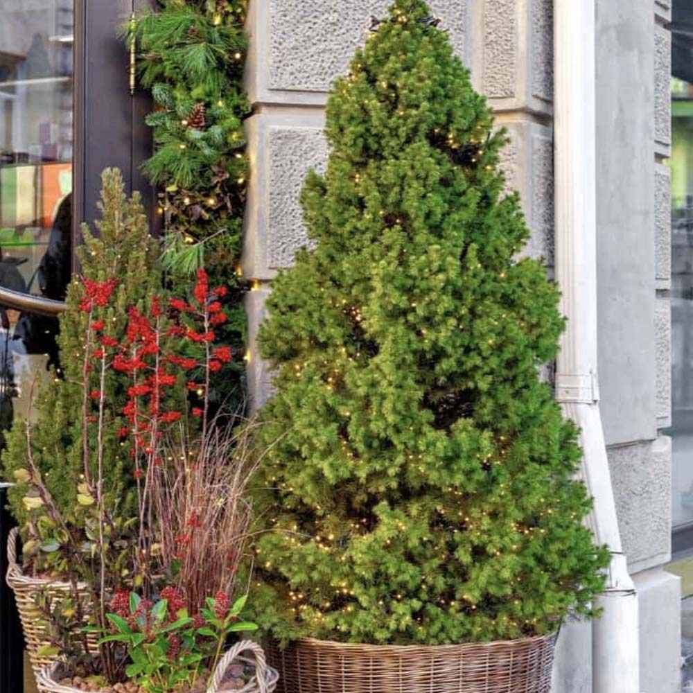 Molid Pitic (Picea Glauca) Conica Perfecta, textura fina, forma conica, pom pitic de craciun - Image 10