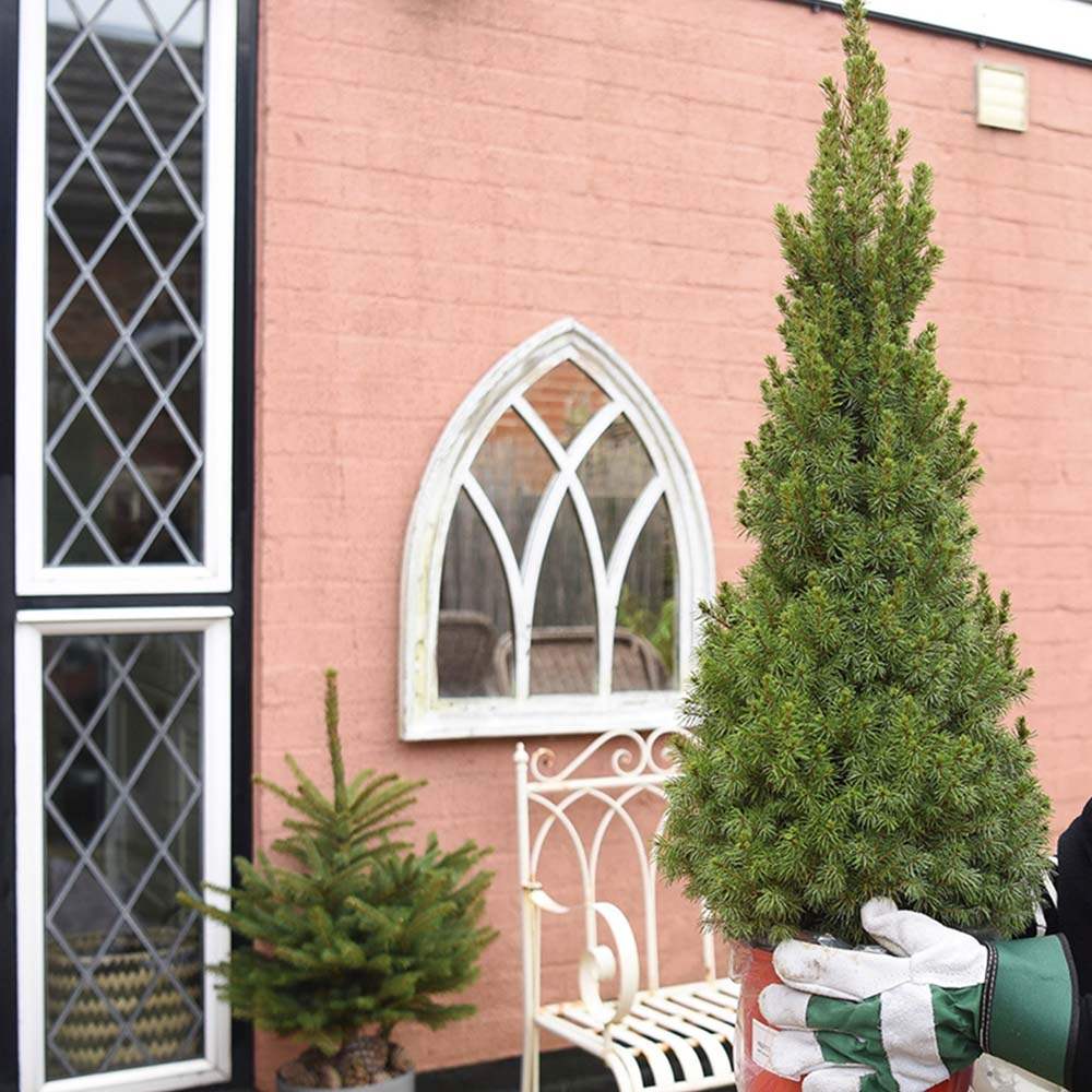 Molid Pitic (Picea Glauca) Conica Perfecta, textura fina, forma conica, pom pitic de craciun - Image 11