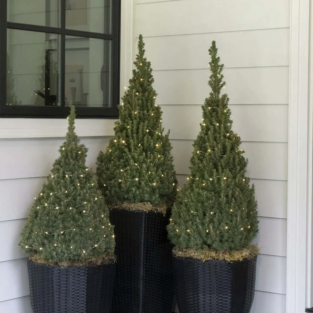 Molid Pitic (Picea Glauca) Conica Perfecta, textura fina, forma conica, pom pitic de craciun - Image 12