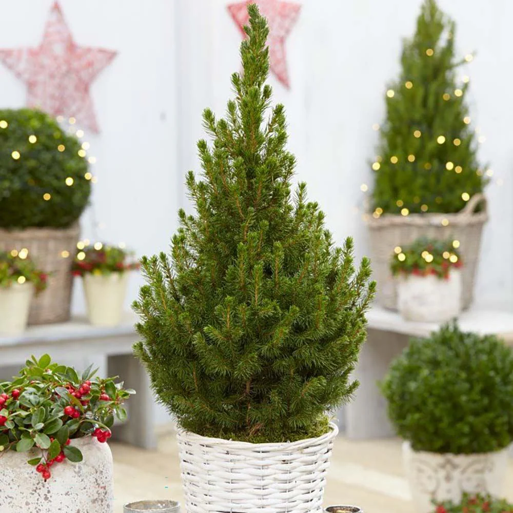 Molid Pitic (Picea Glauca) Conica Perfecta, textura fina, forma conica, pom pitic de craciun - Image 14