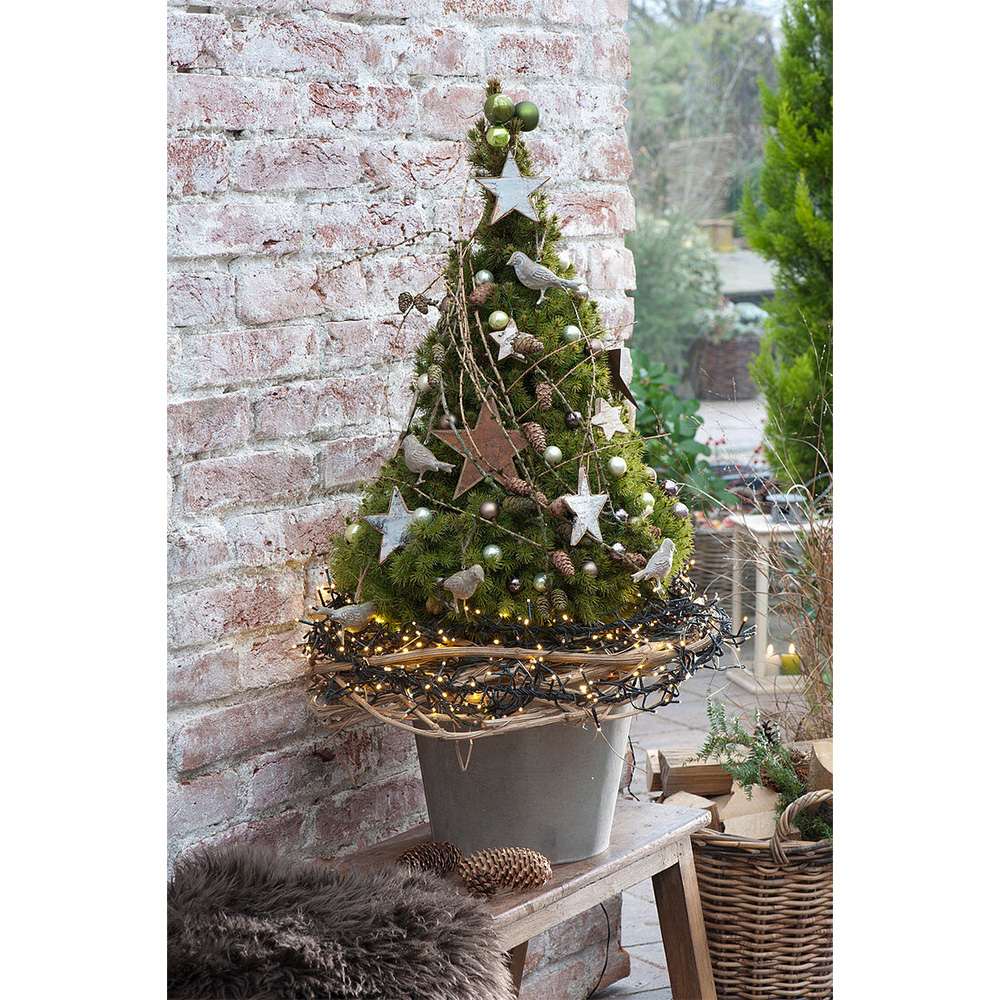 Molid Pitic (Picea Glauca) Conica Perfecta, textura fina, forma conica, pom pitic de craciun - Image 16