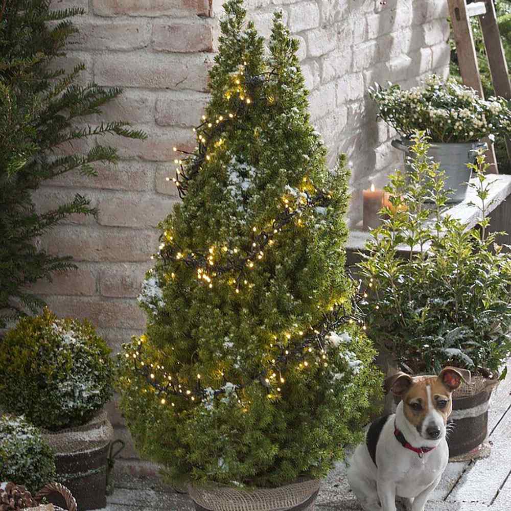 Molid Pitic (Picea Glauca) Conica Perfecta, textura fina, forma conica, pom pitic de craciun - Image 18