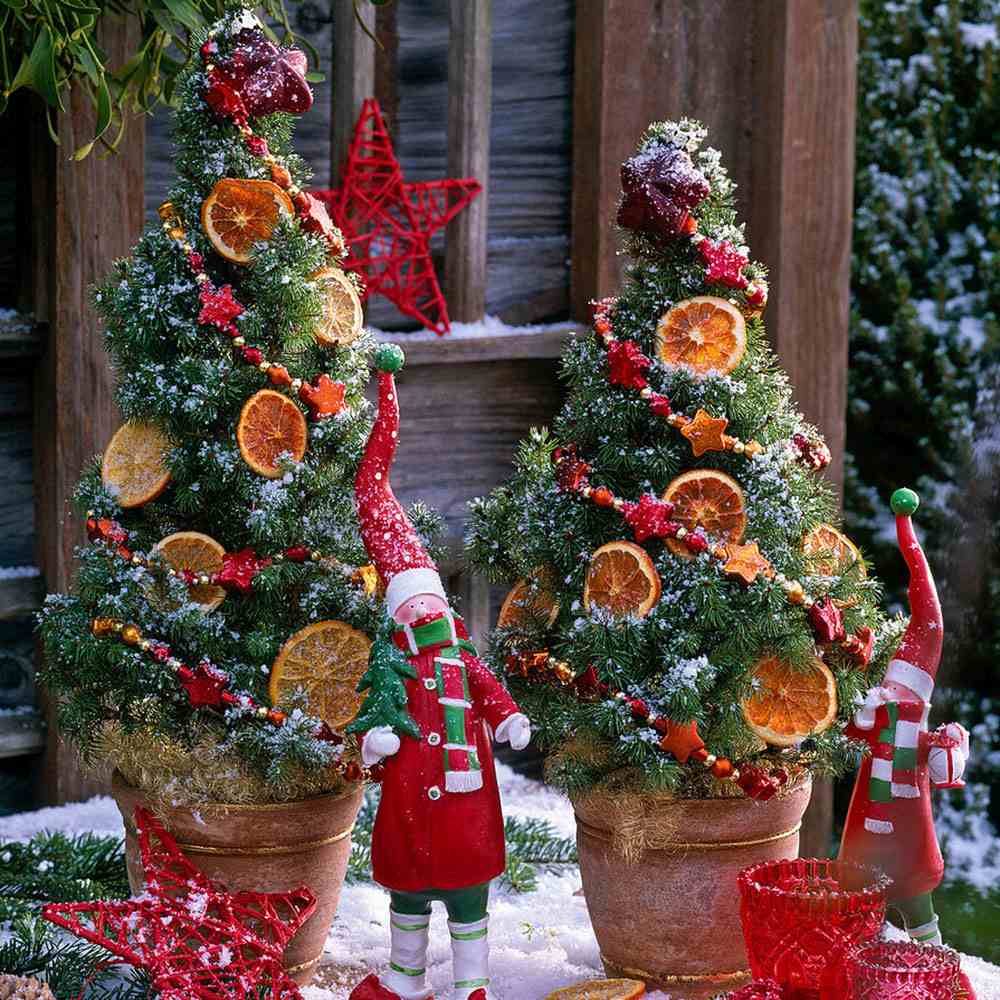 Molid Pitic (Picea Glauca) Conica Perfecta, textura fina, forma conica, pom pitic de craciun - Image 19