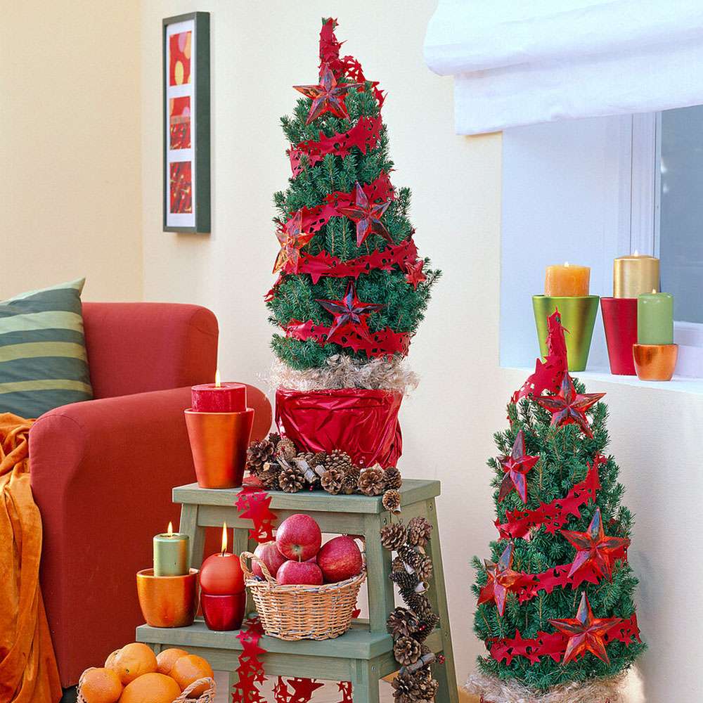 Molid Pitic (Picea Glauca) Conica Perfecta, textura fina, forma conica, pom pitic de craciun - Image 20