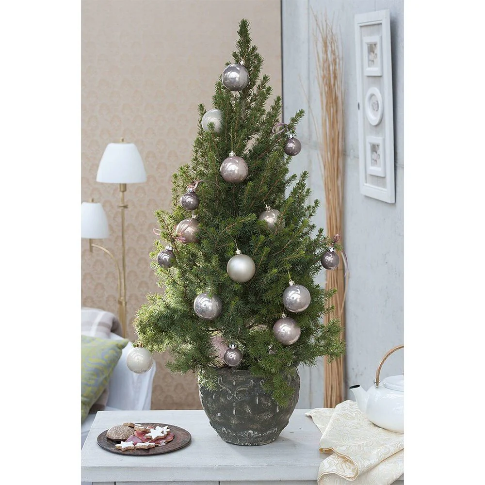 Molid Pitic (Picea Glauca) Conica Perfecta, textura fina, forma conica, pom pitic de craciun - Image 21