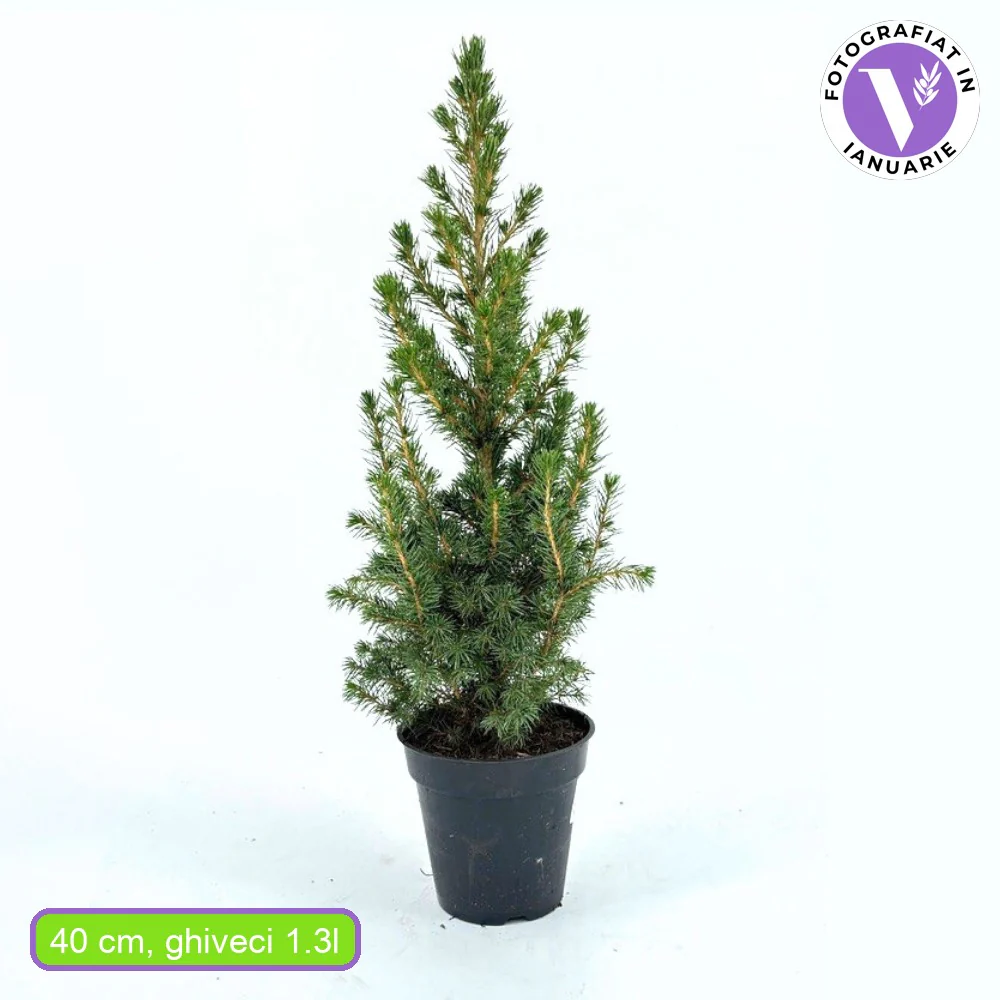 Molid Pitic (Picea Glauca) Conica Perfecta, textura fina, forma conica, pom pitic de craciun - Image 23