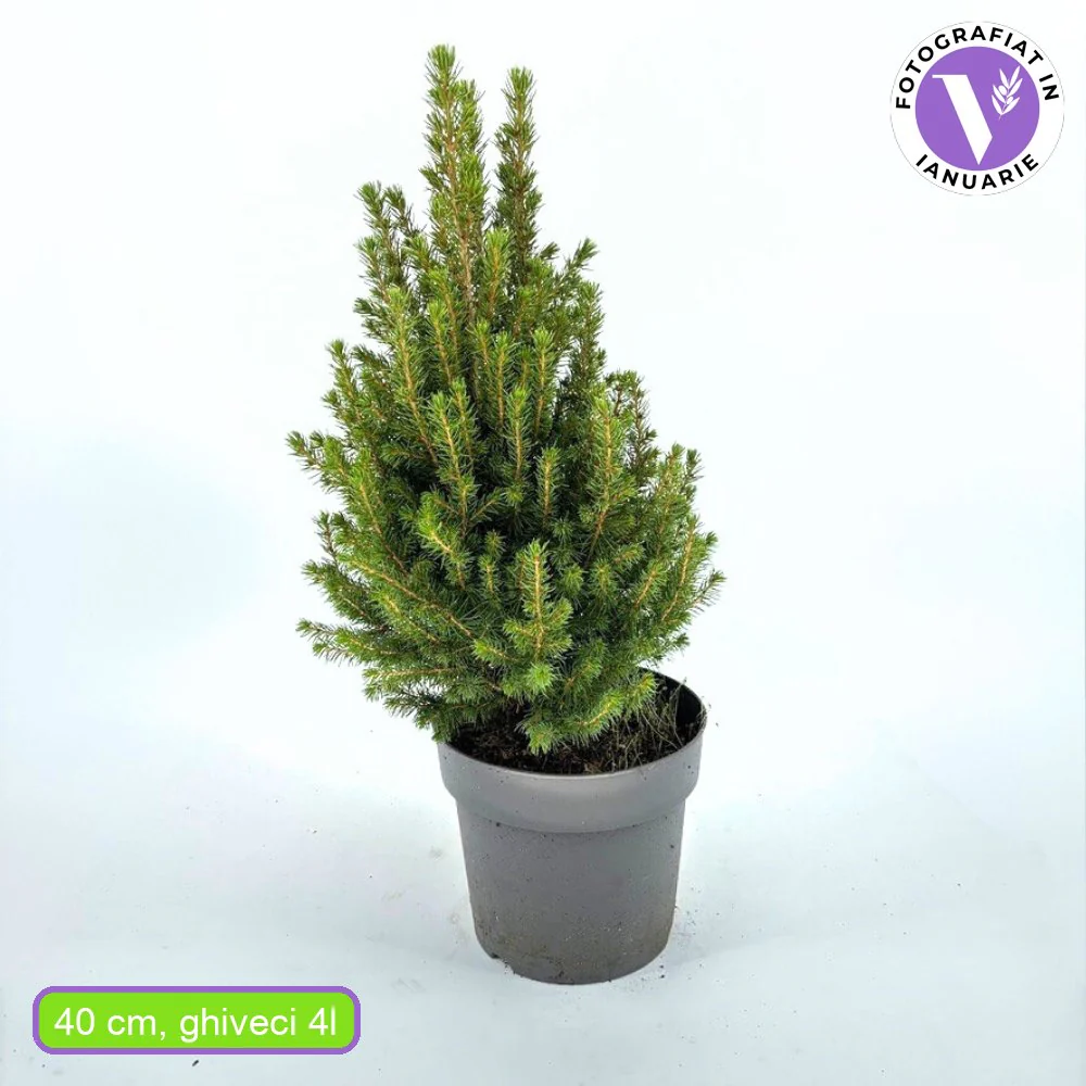 Molid Pitic (Picea Glauca) Conica Perfecta, textura fina, forma conica, pom pitic de craciun - Image 24