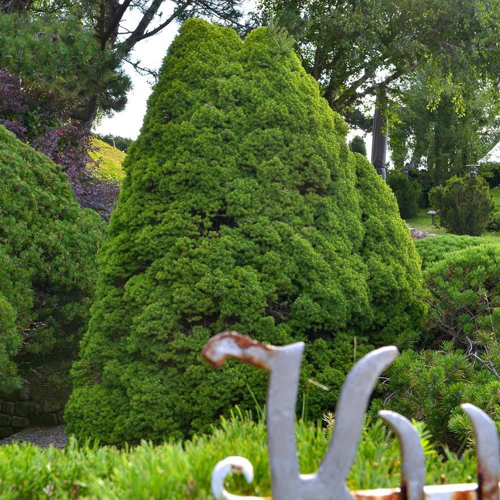 Molid Pitic (Picea Glauca) Conica Perfecta, textura fina, forma conica, pom pitic de craciun - Image 3