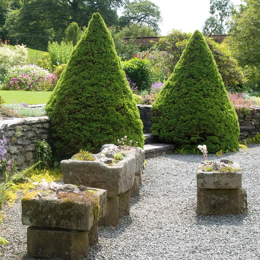 Molid Pitic (Picea Glauca) Conica Perfecta, textura fina, forma conica, pom pitic de craciun - Image 4