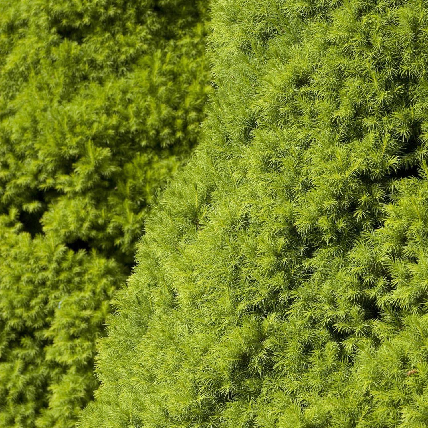 Molid Pitic (Picea Glauca) Conica Perfecta, textura fina, forma conica, pom pitic de craciun - Image 5