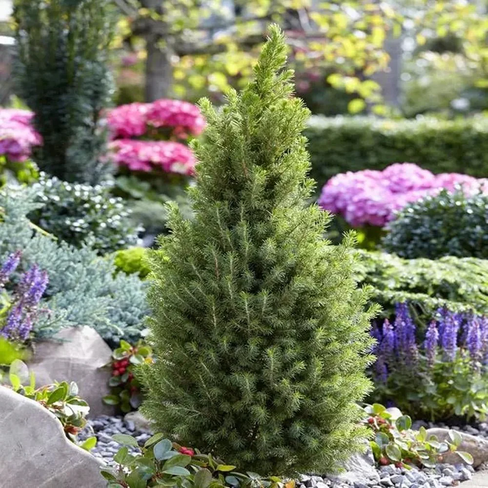 Molid Pitic (Picea Glauca) Conica Perfecta, textura fina, forma conica, pom pitic de craciun - Image 6