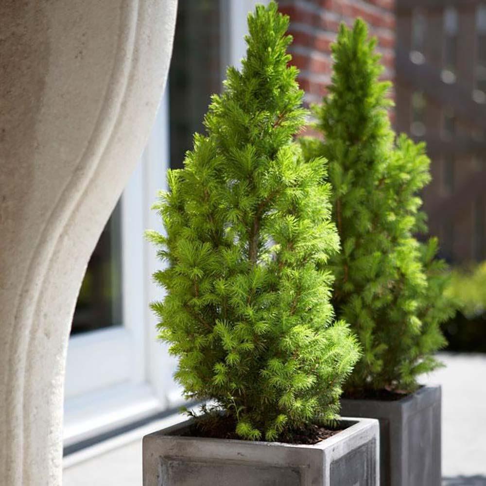 Molid Pitic (Picea Glauca) Conica Perfecta, textura fina, forma conica, pom pitic de craciun - Image 7