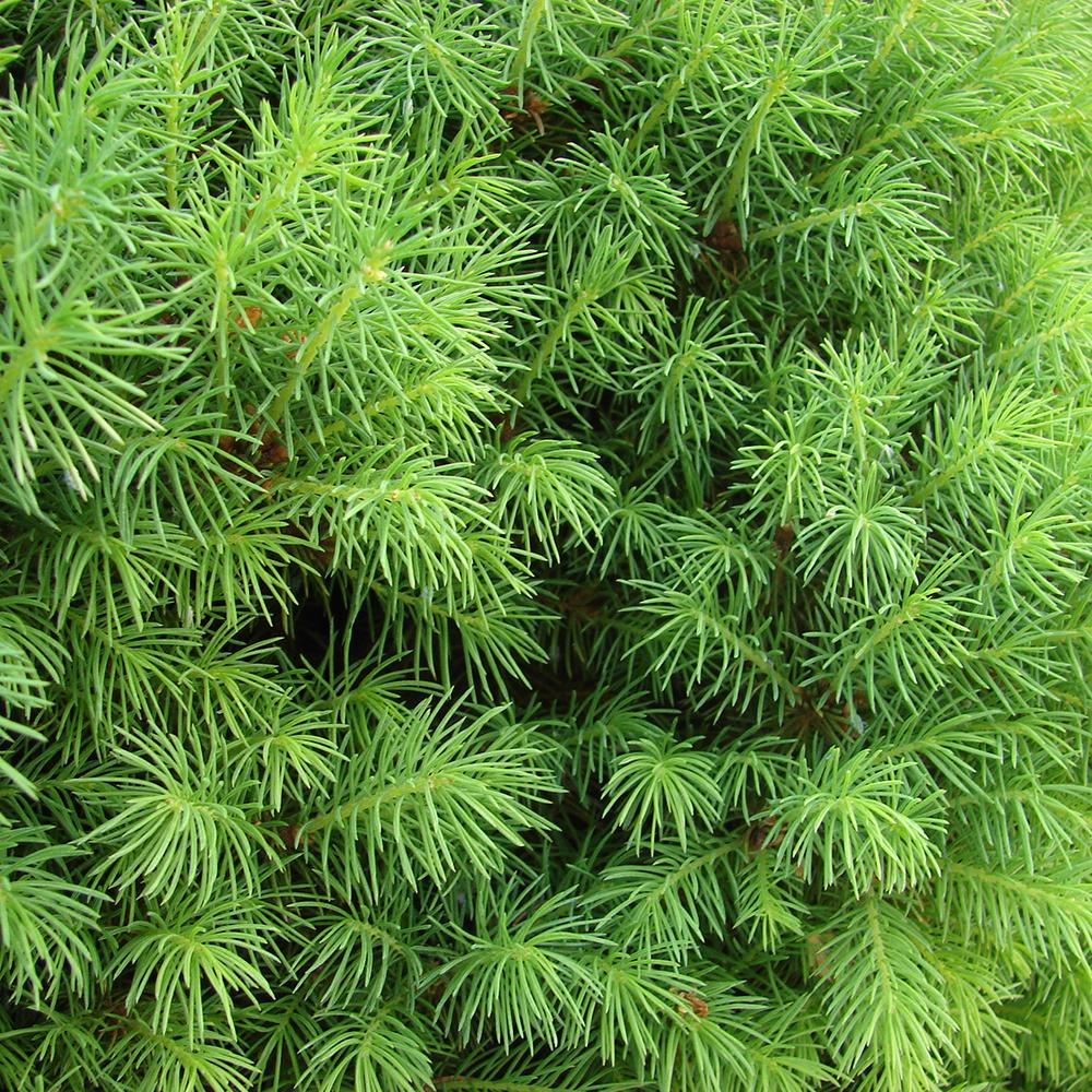 Molid Pitic (Picea Glauca) Conica Perfecta, textura fina, forma conica, pom pitic de craciun - Image 8