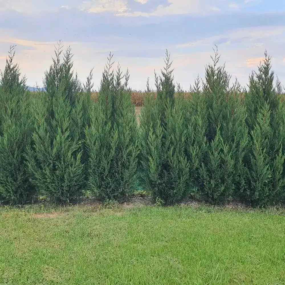 Chiparos Leylandii Stalp de Gheata, gard viu vesnic verde, compact, bogat, crestere controlata - Image 4