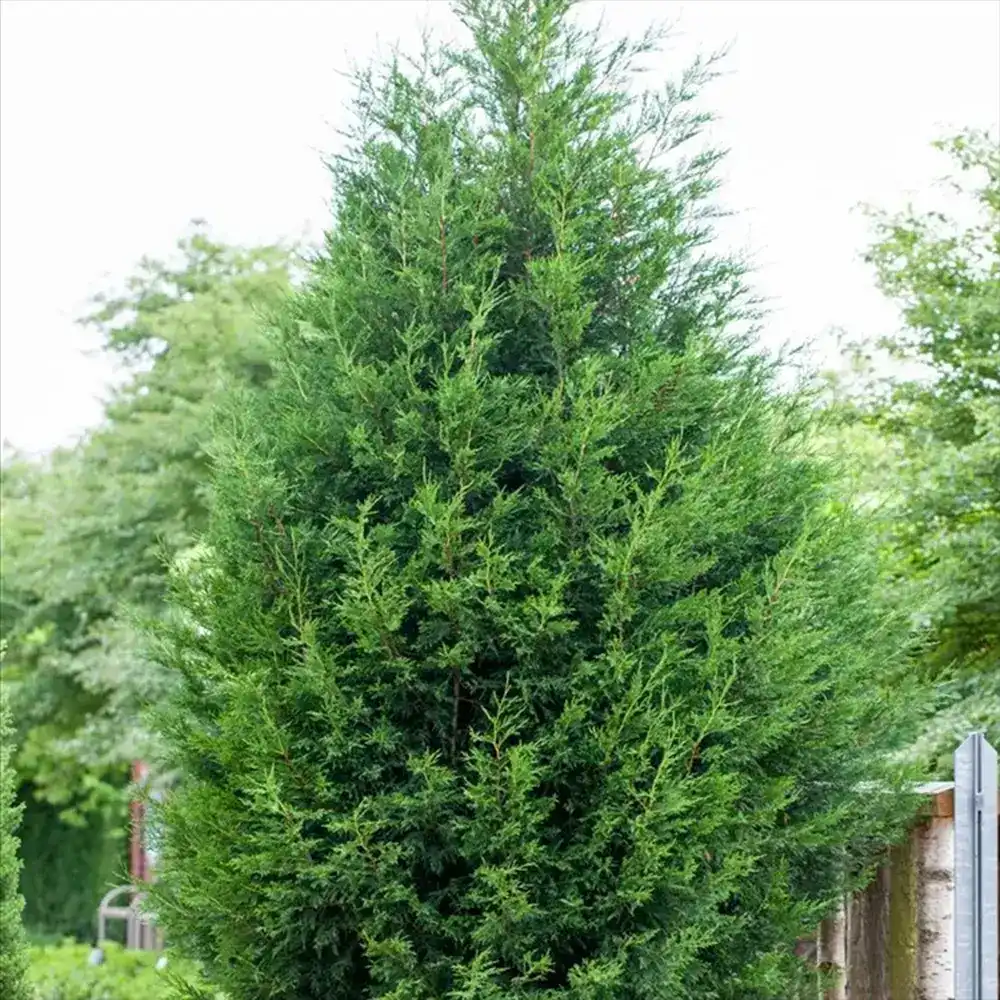 Chiparos Leylandii Stalp de Gheata, gard viu vesnic verde, compact, bogat, crestere controlata - Image 6