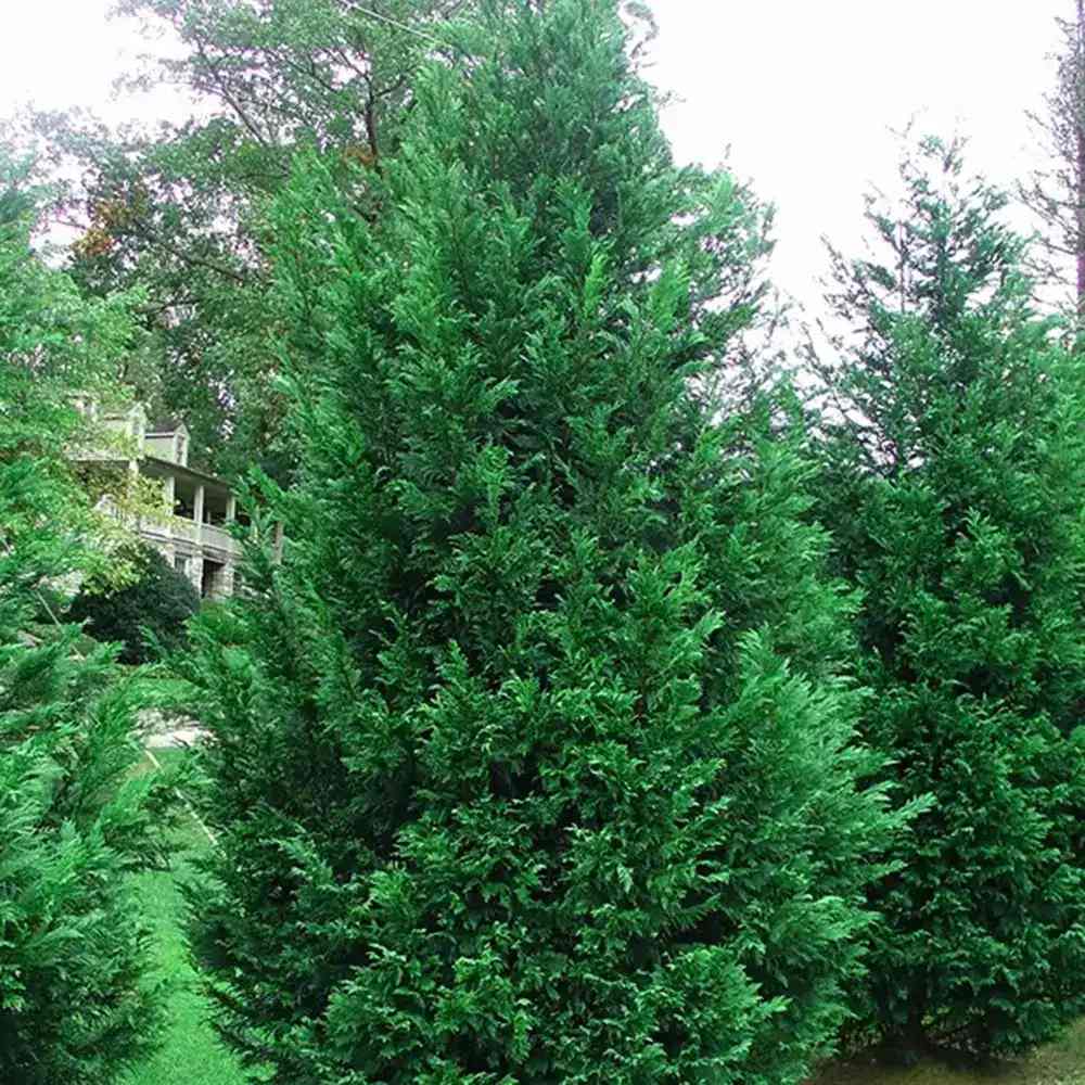 Chiparos Leylandii Stalp de Gheata, gard viu vesnic verde, compact, bogat, crestere controlata - Image 7