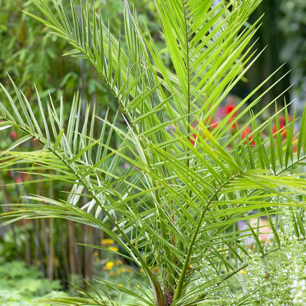 Palmier Curmal (Phoenix Canariensis), palmier canarian ornamental, frunze arcuite verzi, pentru terasa sau ghiveci - Image 11