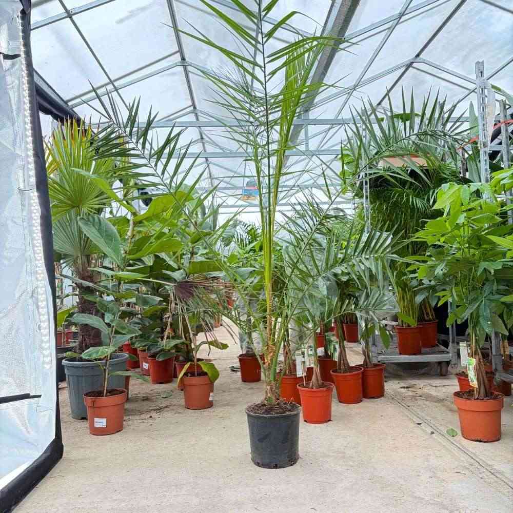 Palmier Curmal (Phoenix Canariensis), palmier canarian ornamental, frunze arcuite verzi, pentru terasa sau ghiveci - Image 13