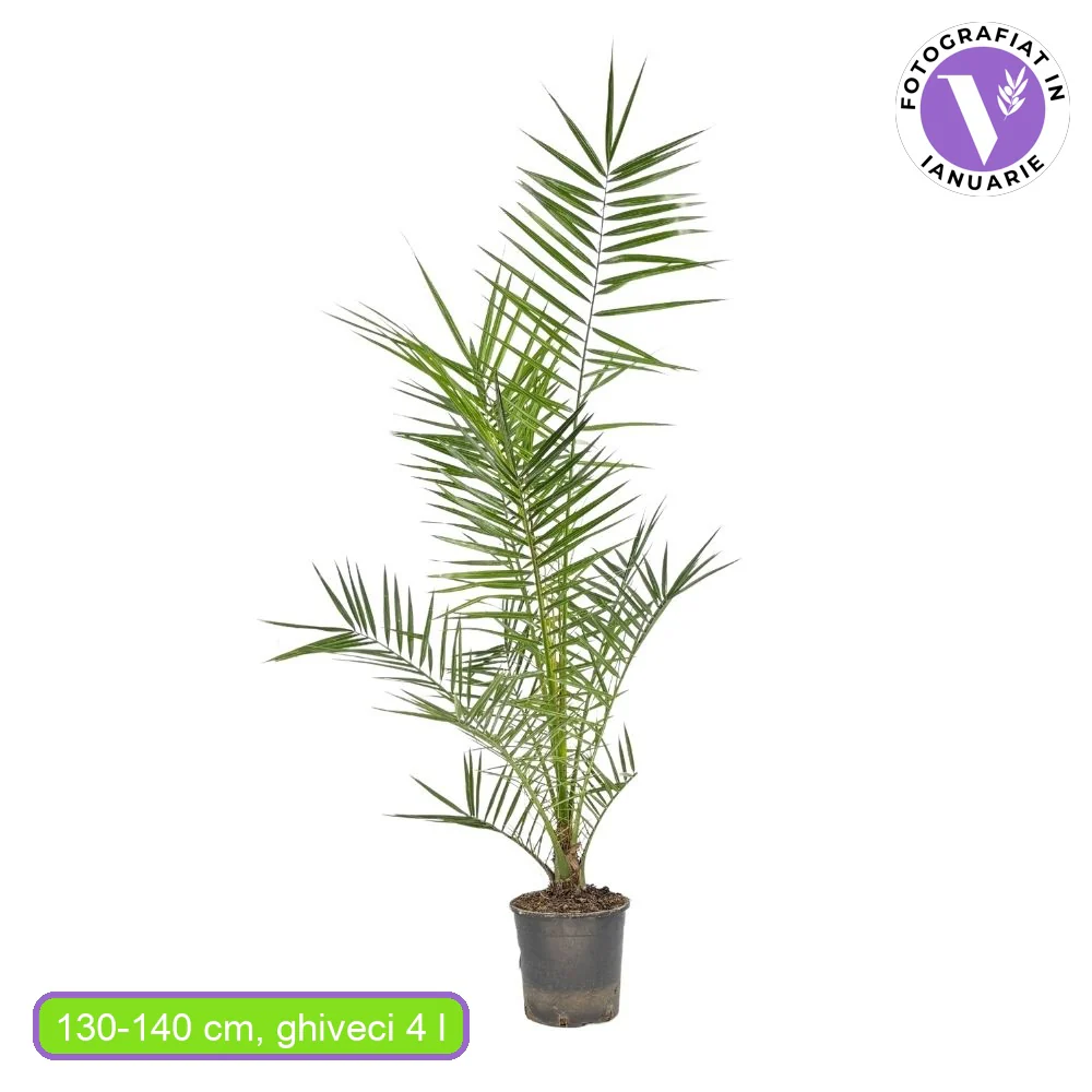 Palmier Curmal (Phoenix Canariensis), palmier canarian ornamental, frunze arcuite verzi, pentru terasa sau ghiveci - Image 14