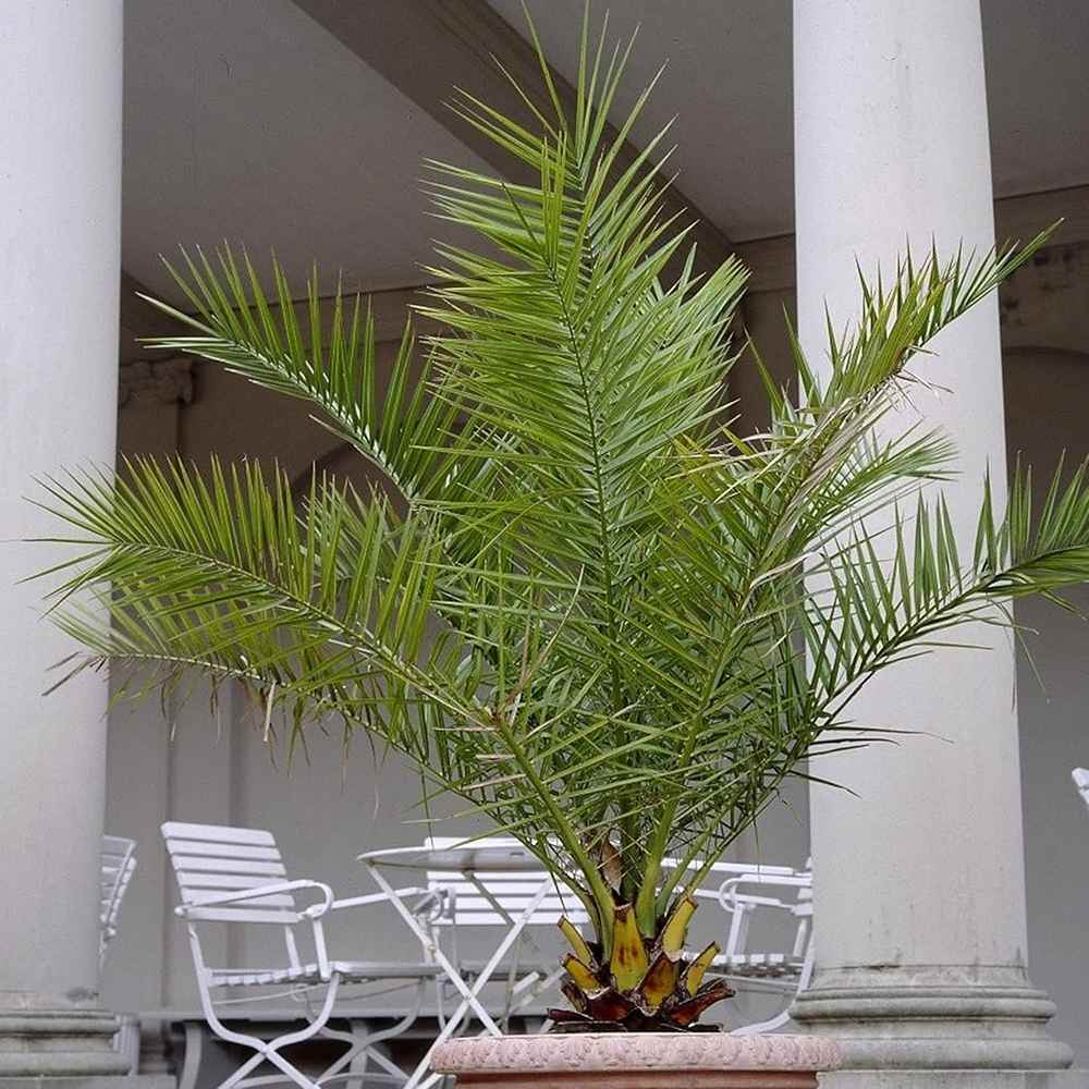 Palmier Curmal (Phoenix Canariensis), palmier canarian ornamental, frunze arcuite verzi, pentru terasa sau ghiveci - Image 4
