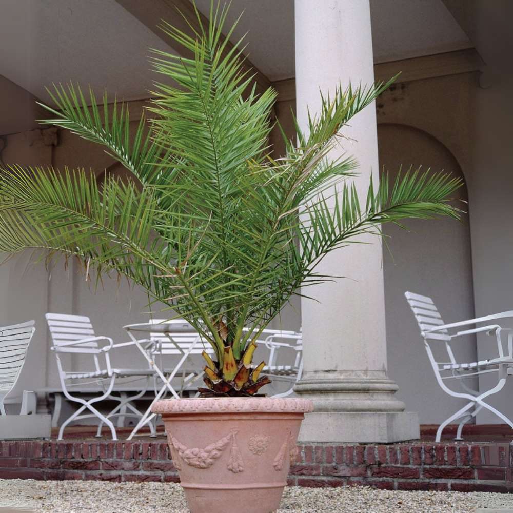 Palmier Curmal (Phoenix Canariensis), palmier canarian ornamental, frunze arcuite verzi, pentru terasa sau ghiveci - Image 5