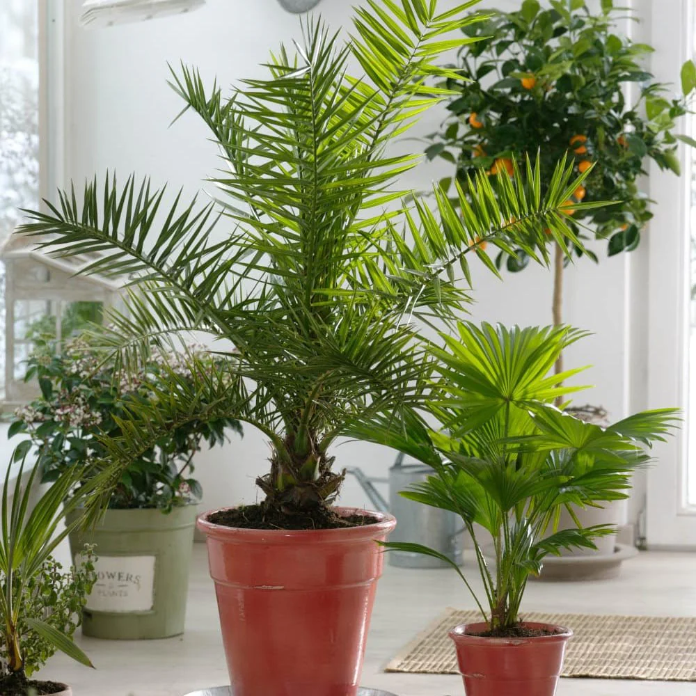 Palmier Curmal (Phoenix Canariensis), palmier canarian ornamental, frunze arcuite verzi, pentru terasa sau ghiveci - Image 6