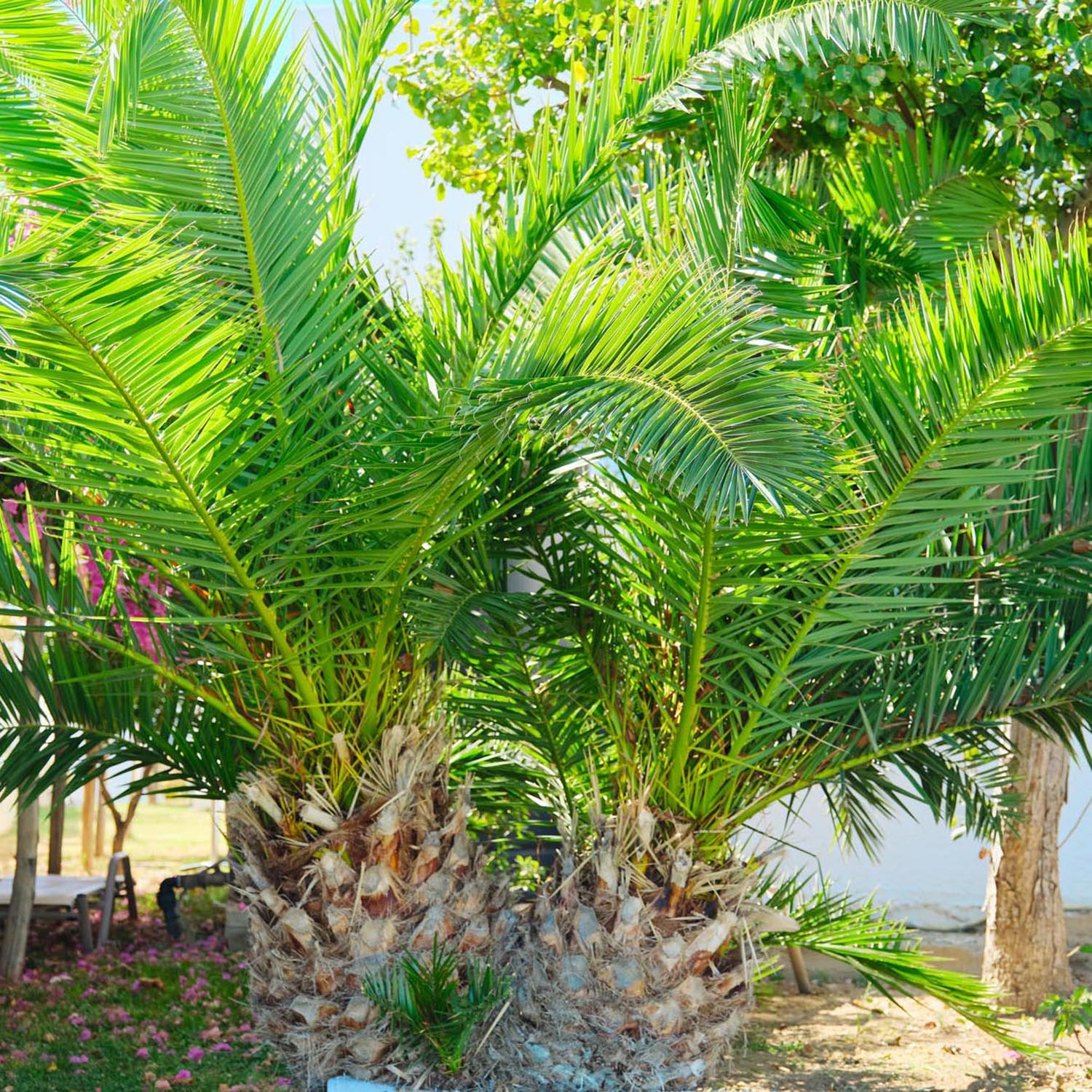 Palmier Curmal (Phoenix Canariensis), palmier canarian ornamental, frunze arcuite verzi, pentru terasa sau ghiveci - Image 8