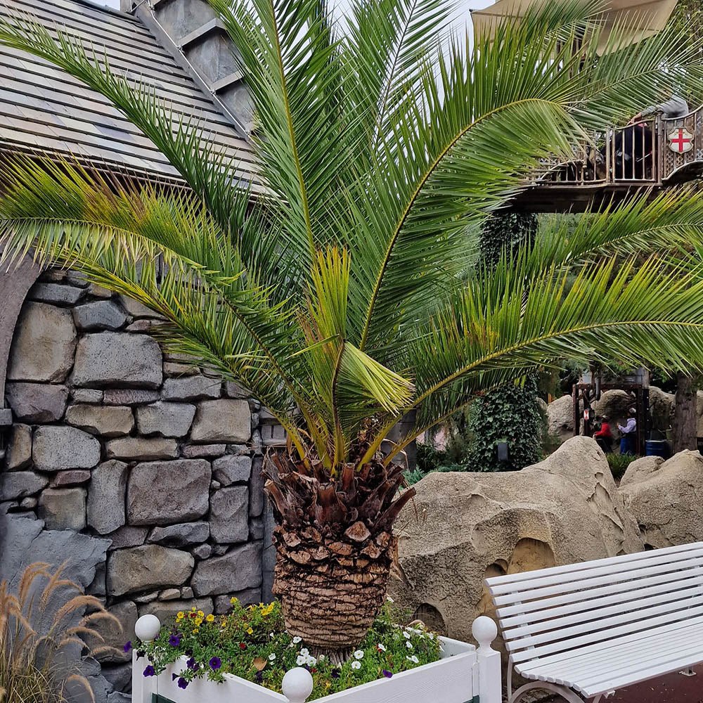 Palmier Curmal (Phoenix Canariensis), palmier canarian ornamental, frunze arcuite verzi, pentru terasa sau ghiveci - Image 9
