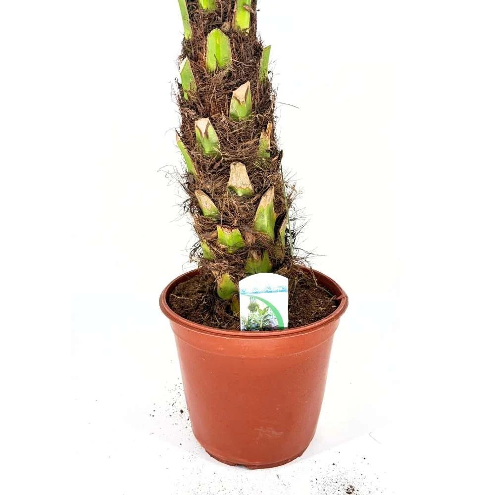 Palmier Curmal Pitic de apartament, Phoenix Roebelenii, palmier pitic decorativ de interior si terasa - Image 10