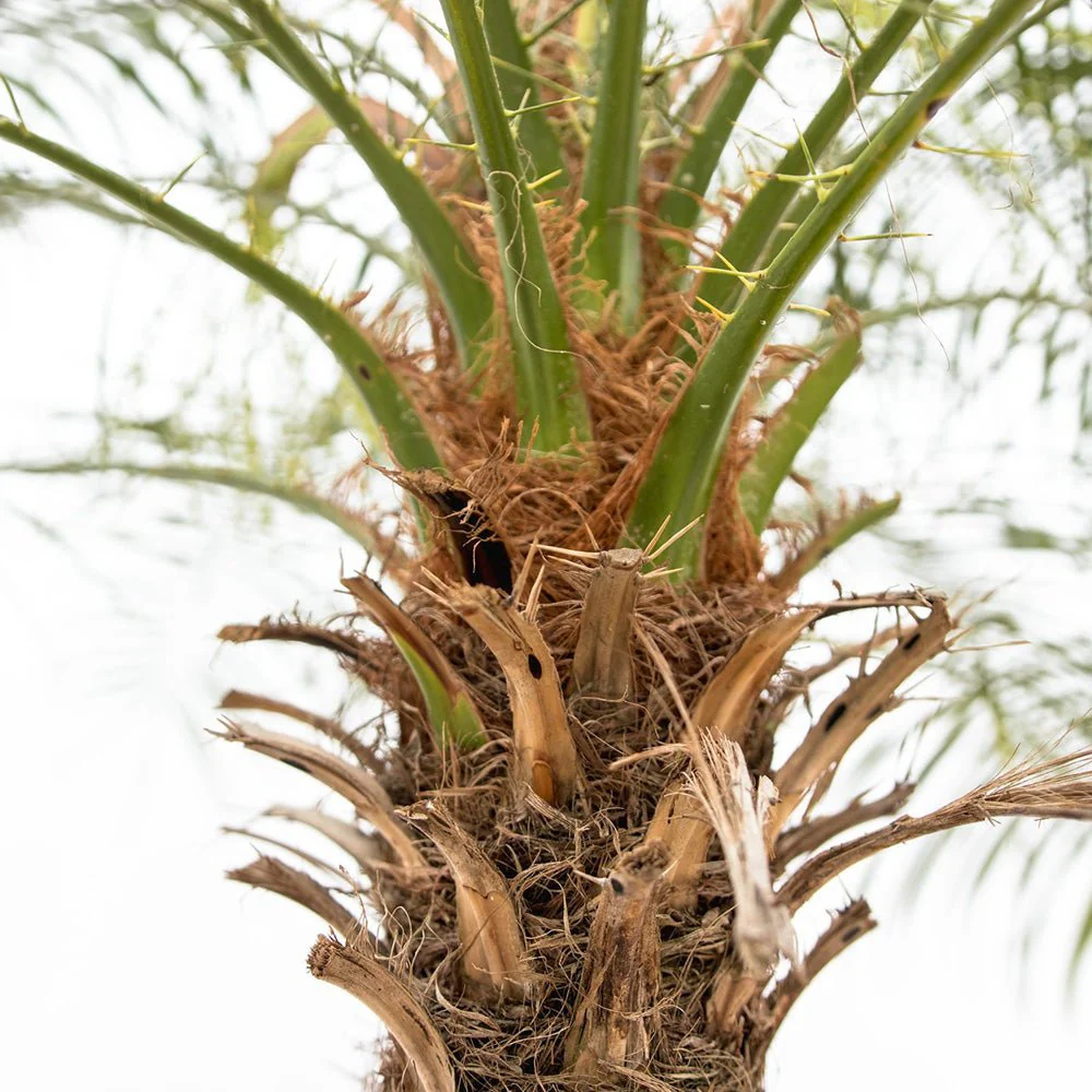 Palmier Curmal Pitic de apartament, Phoenix Roebelenii, palmier pitic decorativ de interior si terasa - Image 11