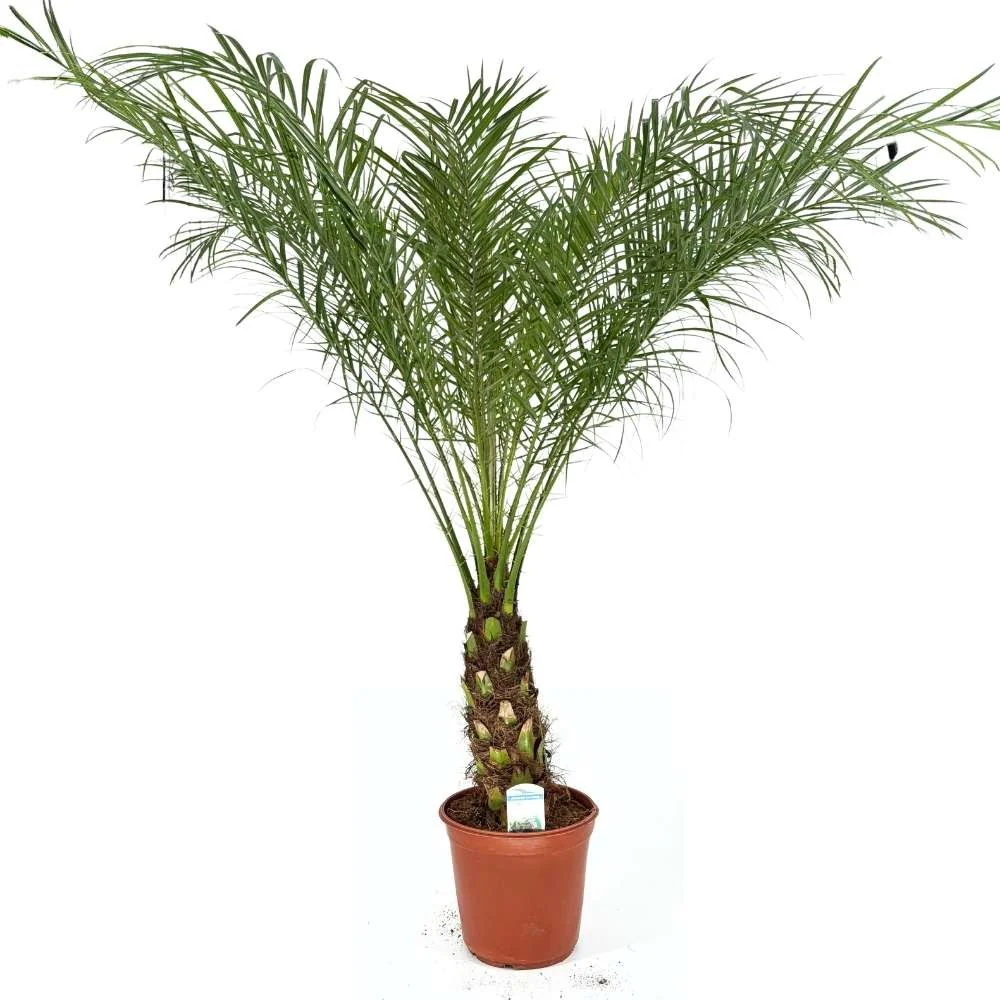 Palmier Curmal Pitic de apartament, Phoenix Roebelenii, palmier pitic decorativ de interior si terasa - Image 14